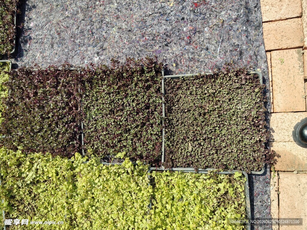 多样绿植盆栽展示