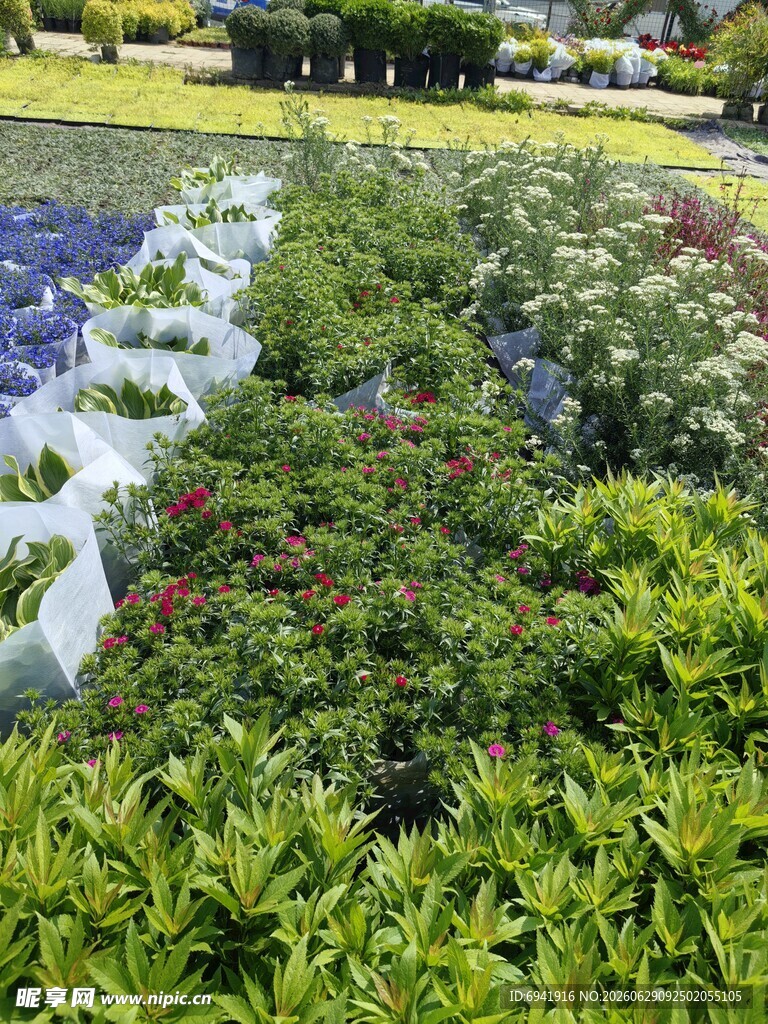 多彩绿植景观