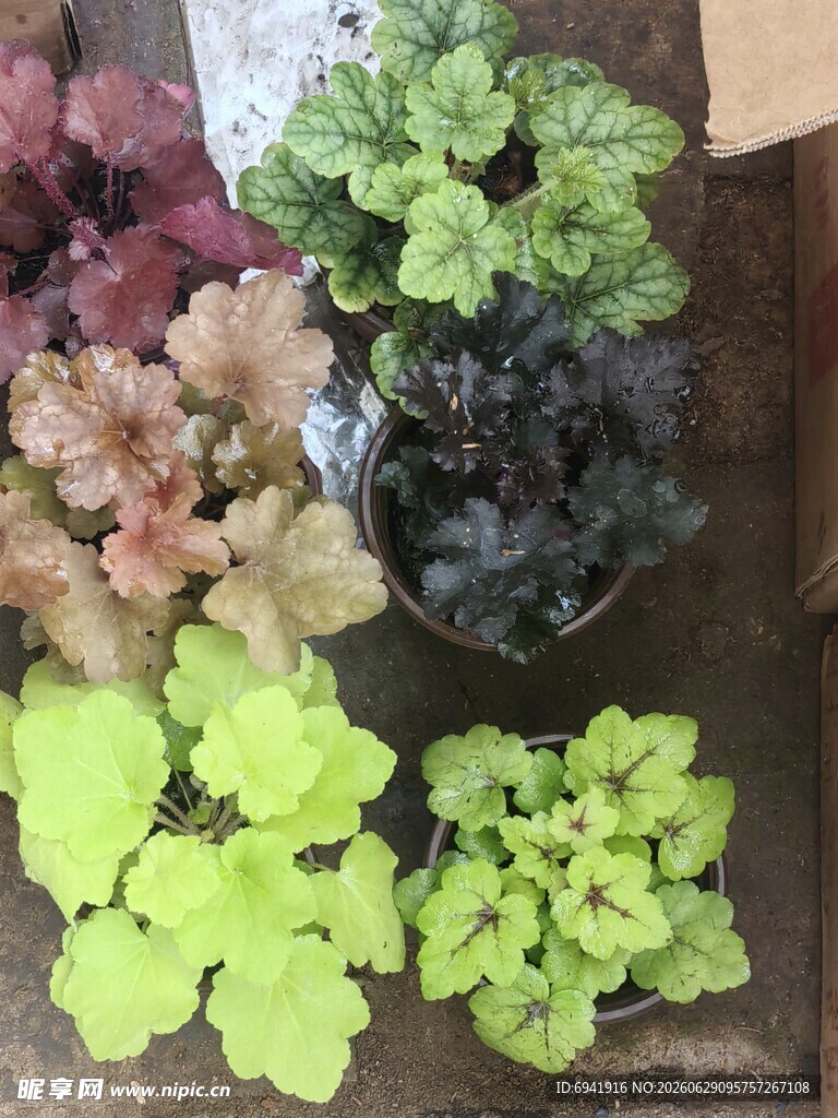 多彩矾根植物盆栽展示