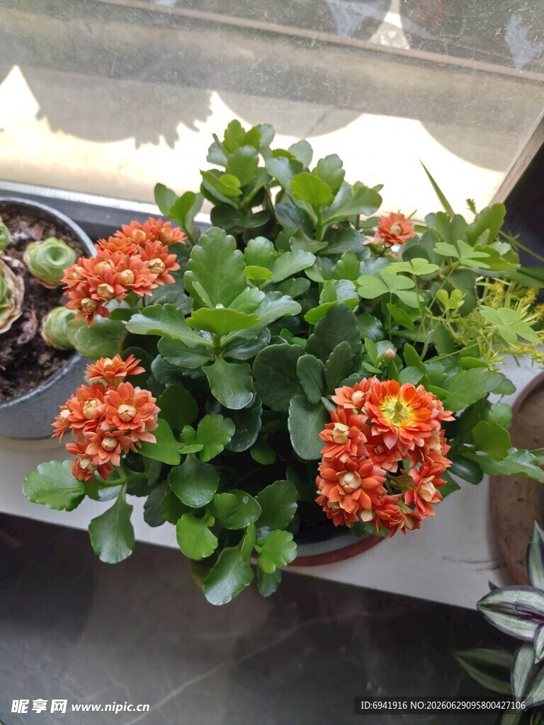 鲜艳长寿花盆栽
