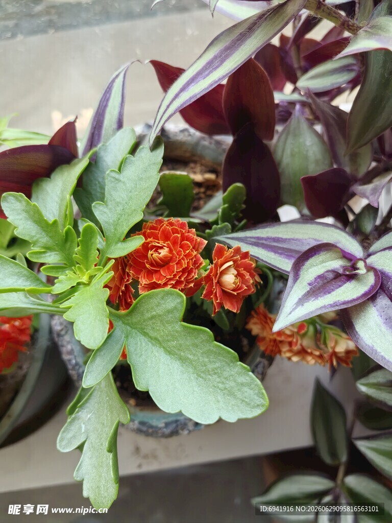 多彩盆栽花卉植物景观