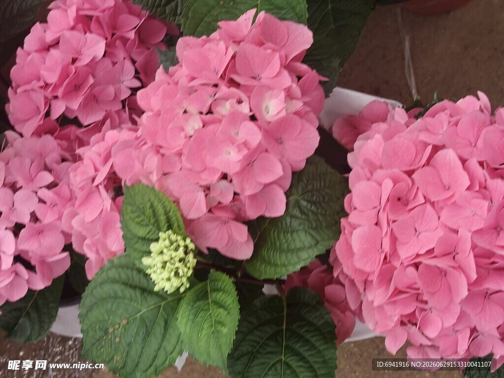 娇艳粉色绣球花绽放