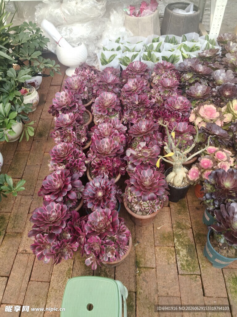多彩多肉植物摆放展示