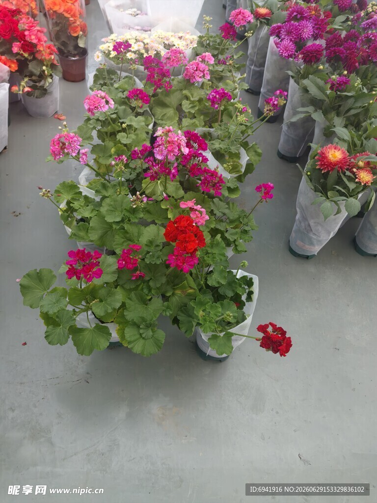 多彩盆栽天竺葵展示