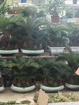 室内摆放的多样盆栽植物