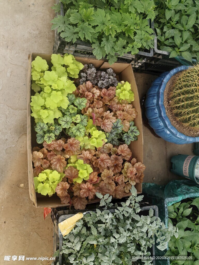 多彩多肉植物盆栽展示