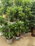 室内绿植盆栽展示