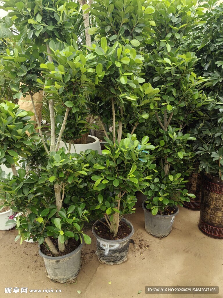 室内绿植盆栽展示