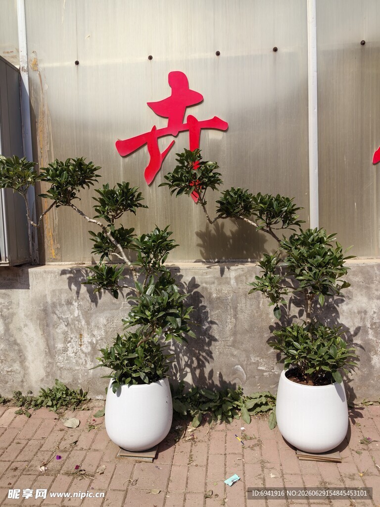 墙边盆栽绿植与红色字