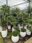 室内绿植盆栽展示场景