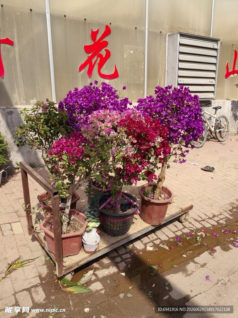 户外花架上的多彩花卉