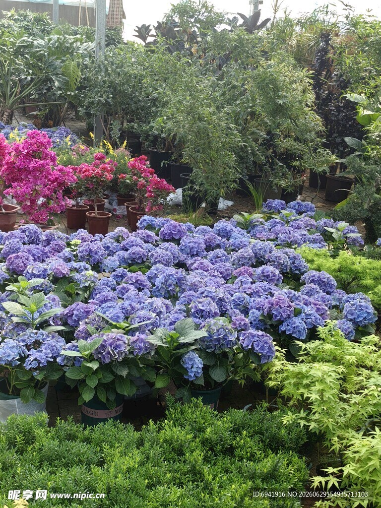 多彩绣球花丛景观