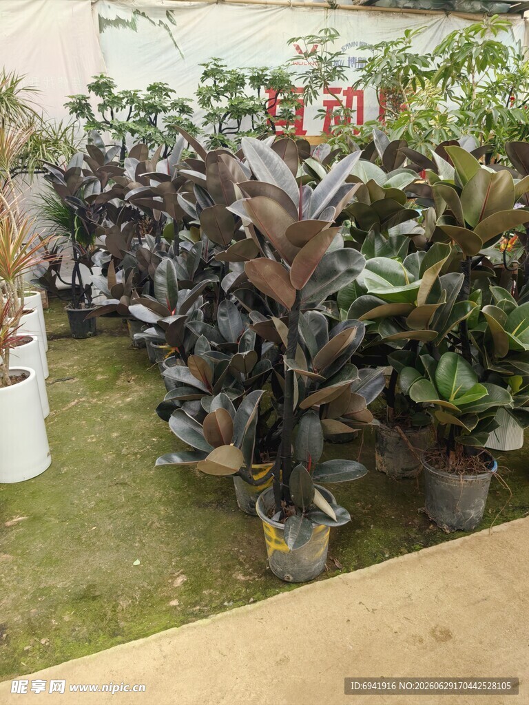 室内绿植景观展示