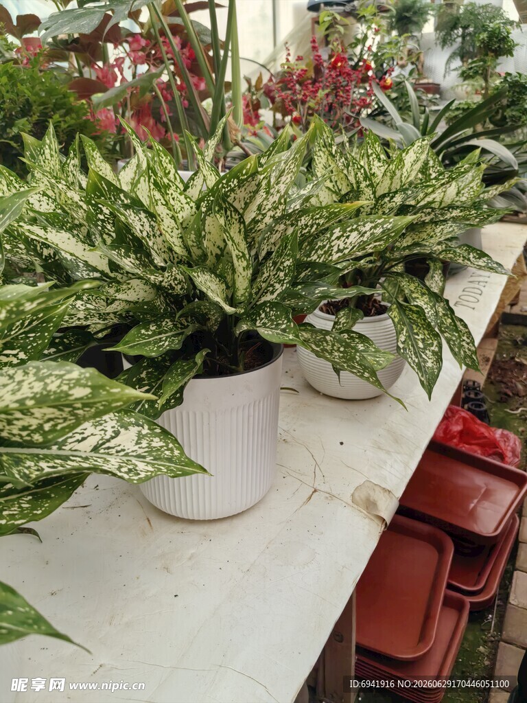 室内绿植盆栽展示