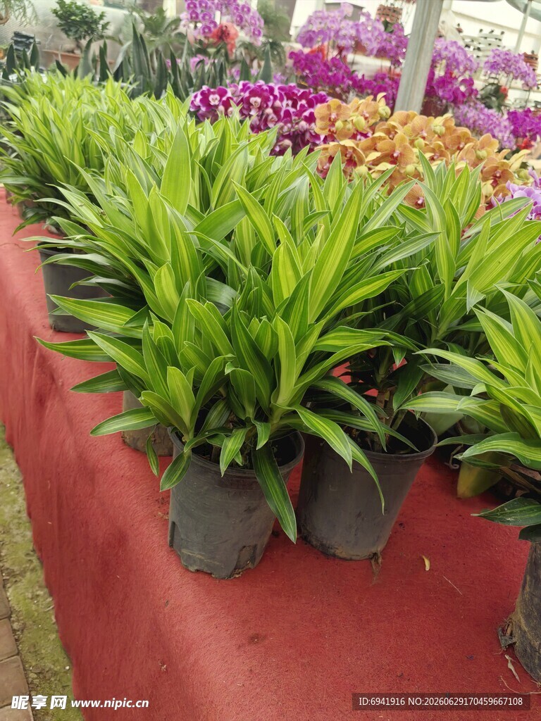 生机盎然花卉展