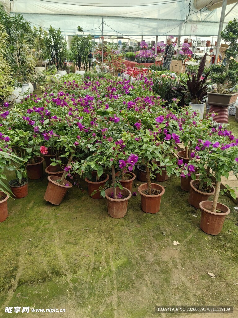 温室中的多彩盆栽花卉