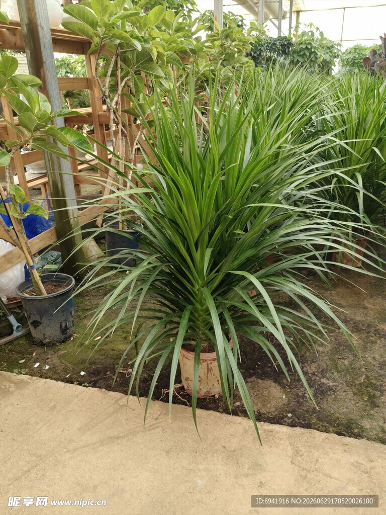 庭院中的翠绿龙舌兰植物