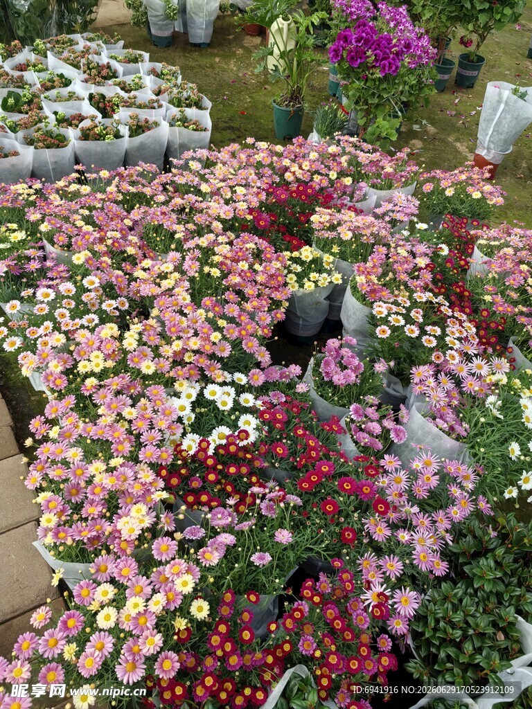缤纷花海