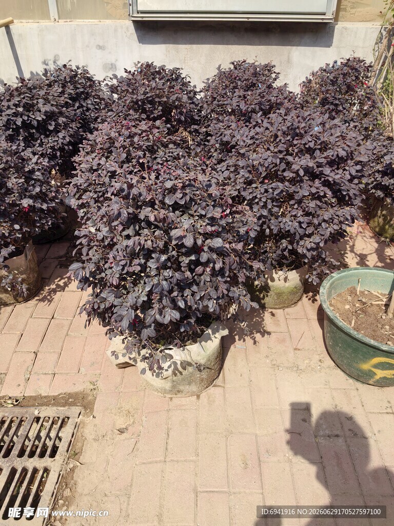 紫叶植物盆栽摆放场景