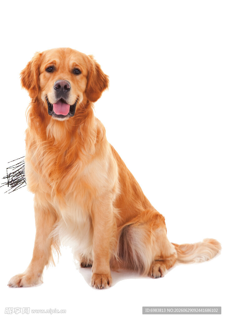 可爱金毛犬端坐