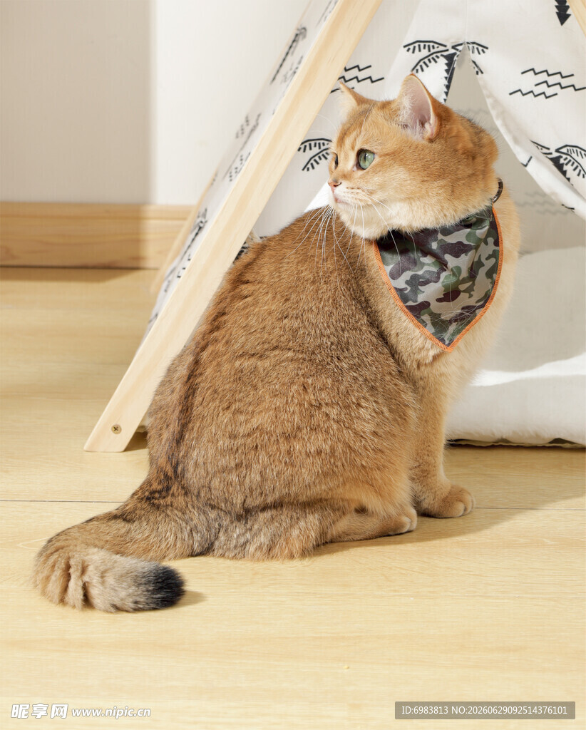 戴围巾的猫咪看向一侧