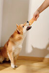 主人喂柴犬美味零食