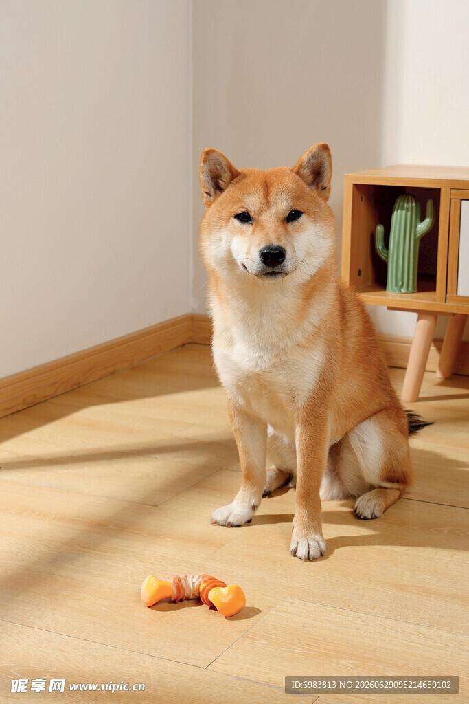 可爱柴犬前的美味零食