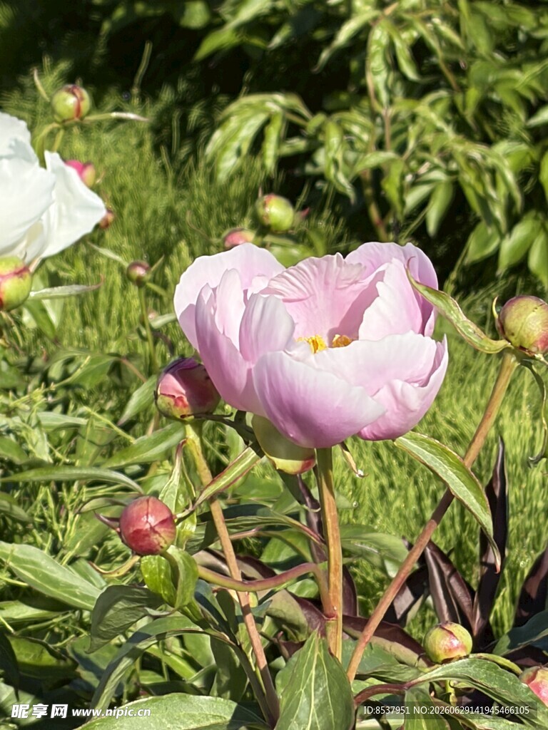 绽放的芍药花