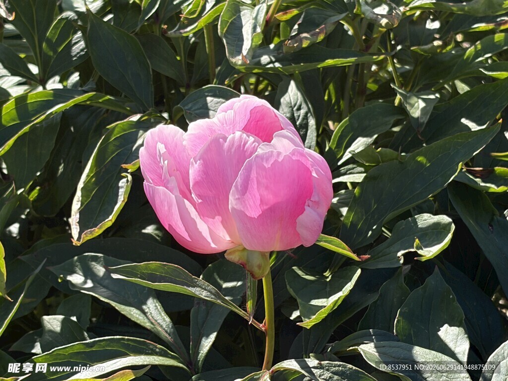 粉色花朵
