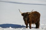 雪地中的长毛牦牛