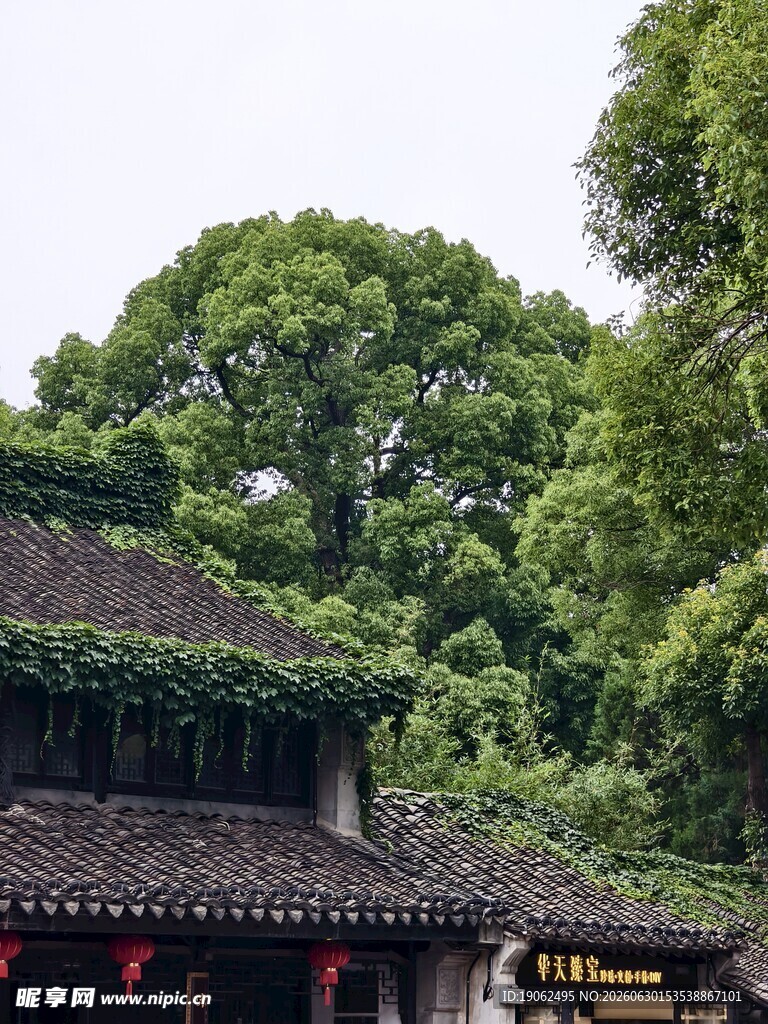 惠山古镇绿茵
