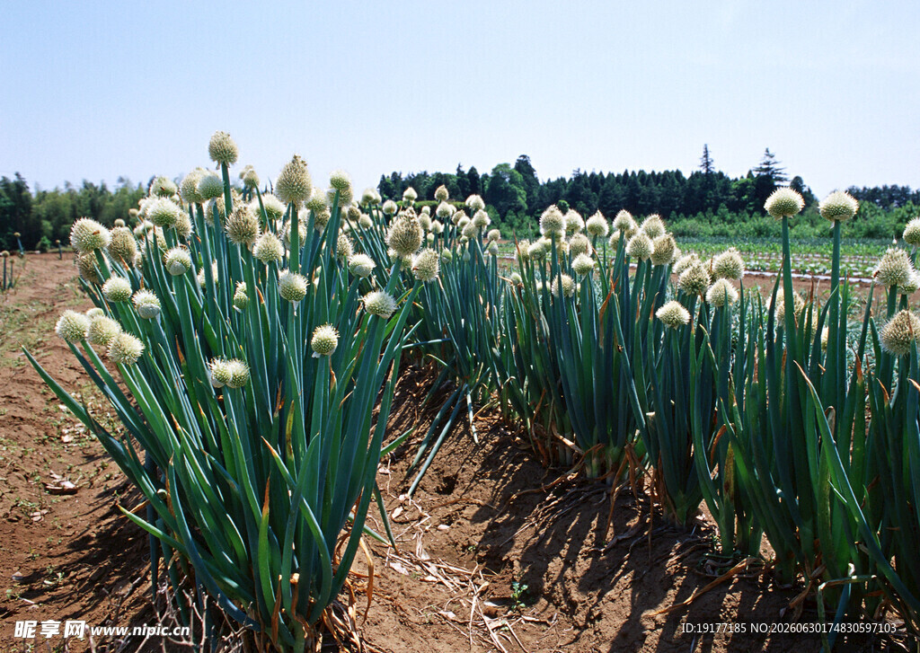 田野中的葱郁花卉植物
