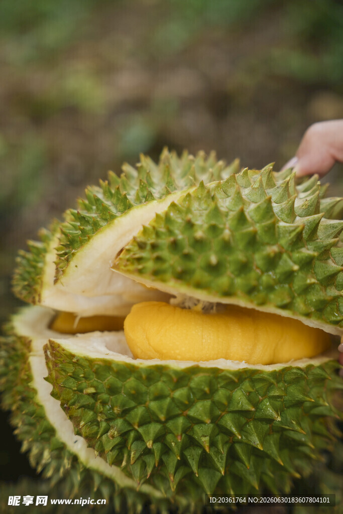 剥开的香甜榴莲果肉