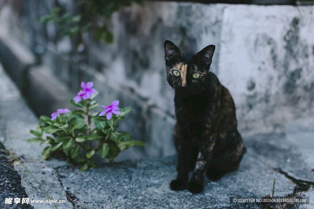 黑猫伴紫花于石上