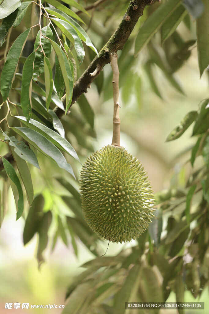 榴莲
