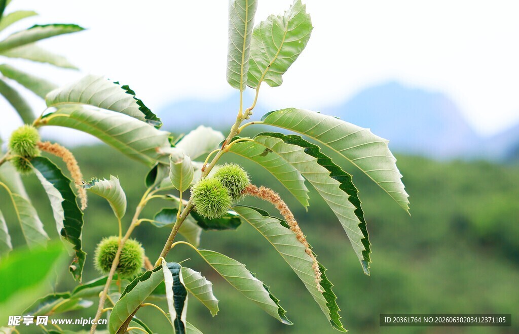 枝头嫩绿板栗