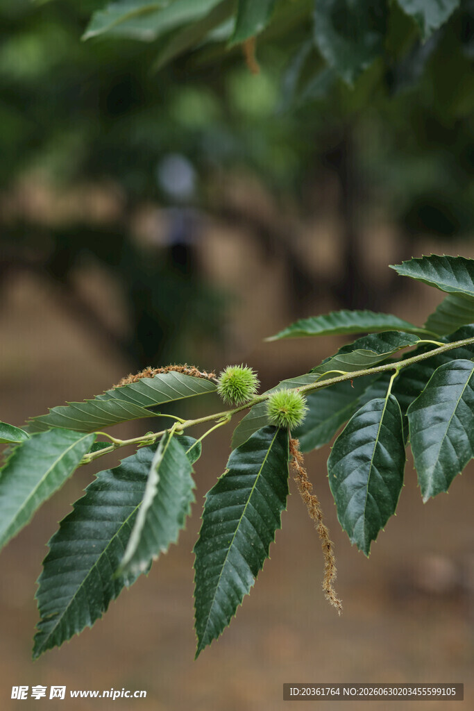 枝头嫩绿板栗