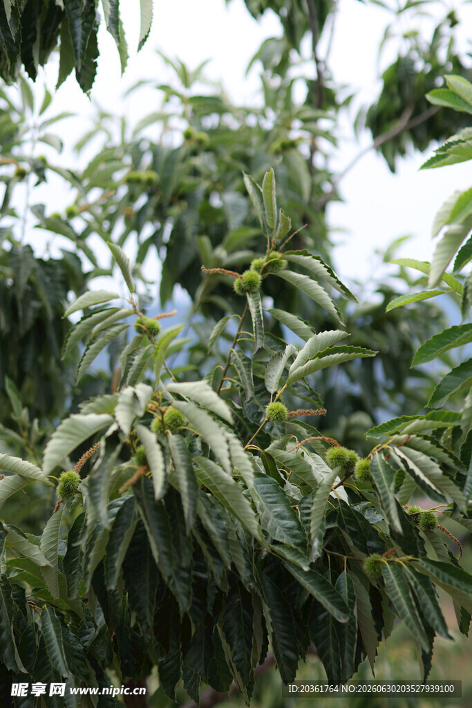 枝叶繁茂的果树