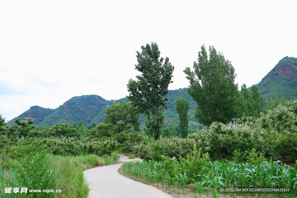 乡村小道旁的自然美景