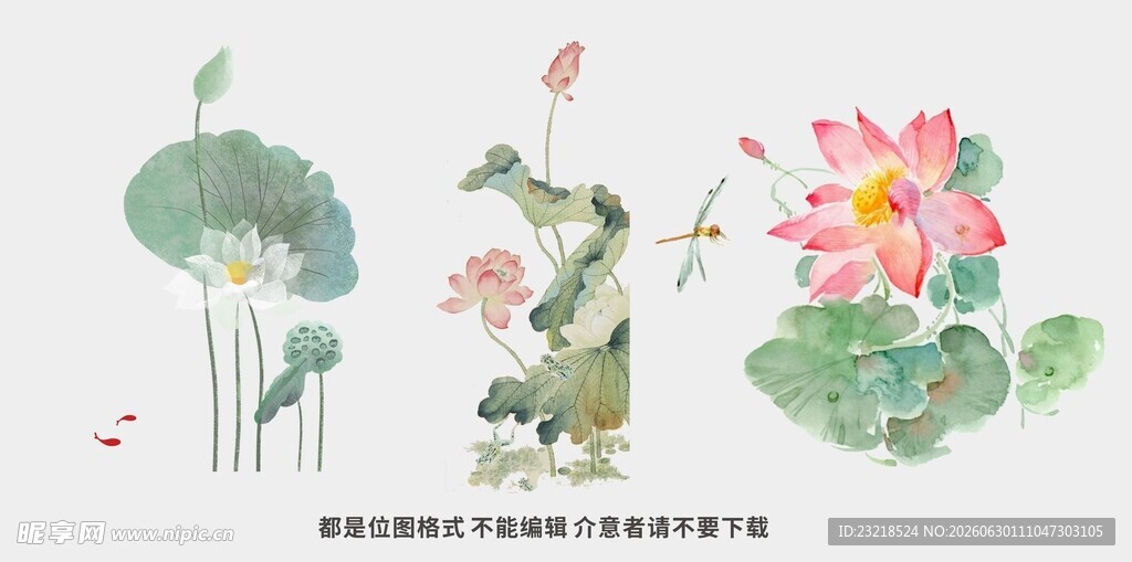 荷花