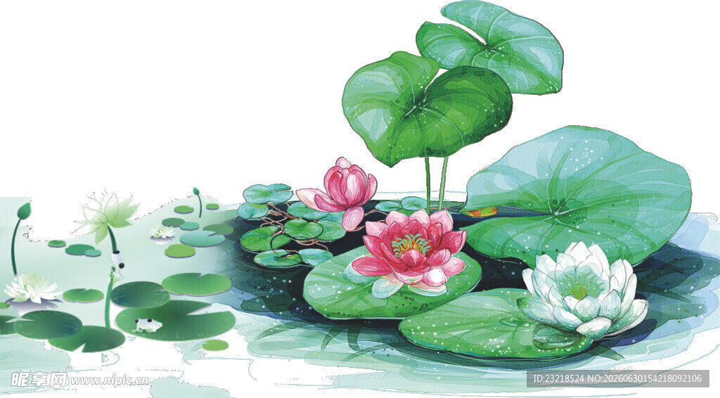 荷花