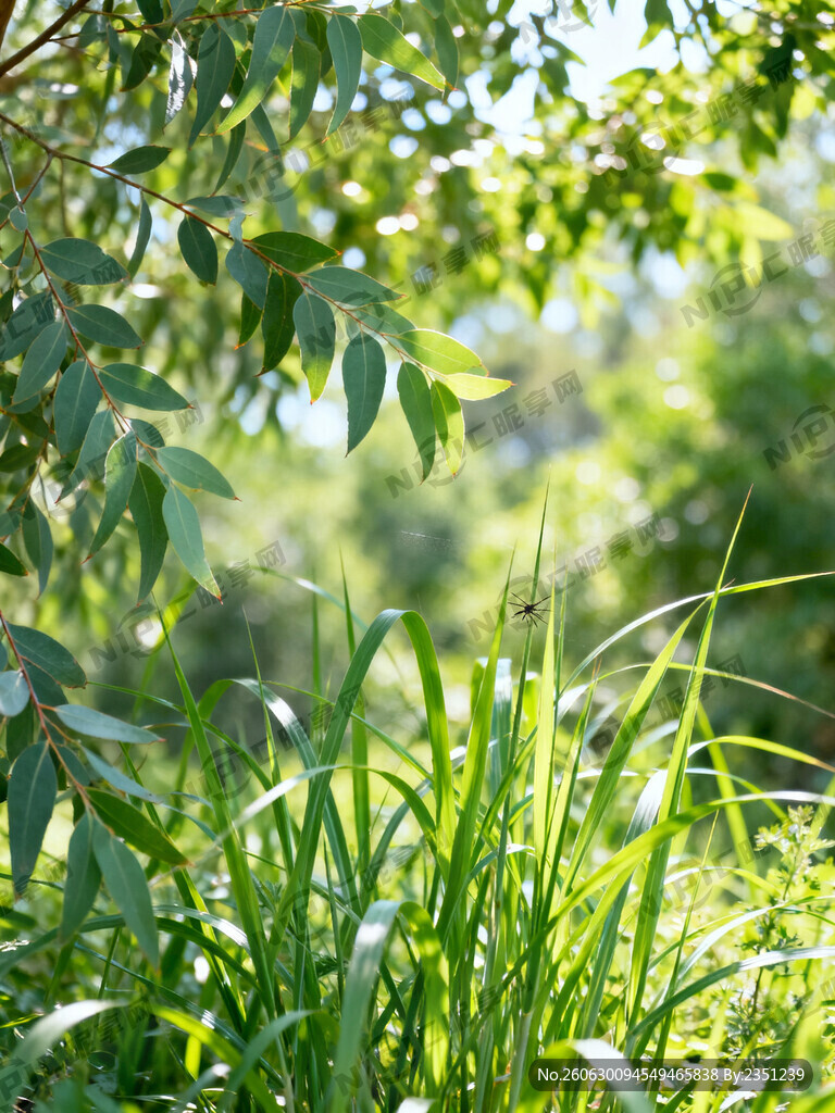 夏天防蚊、绿色植物、香茅、桉树