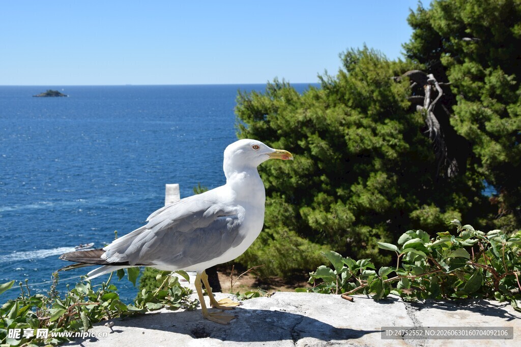 海边岩石上的站立海鸥