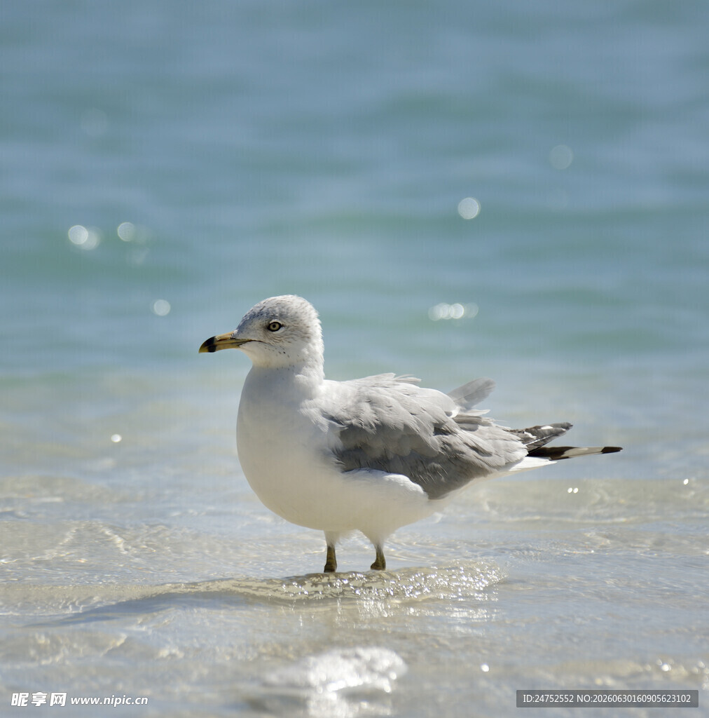 海边站立的优雅海鸥