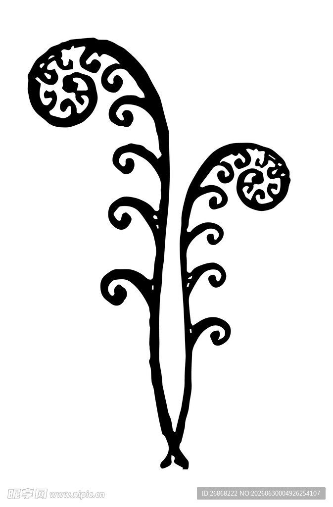 蕨类插画矢量图