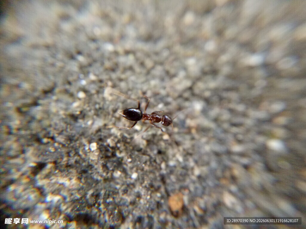 地面上的一只小蚂蚁
