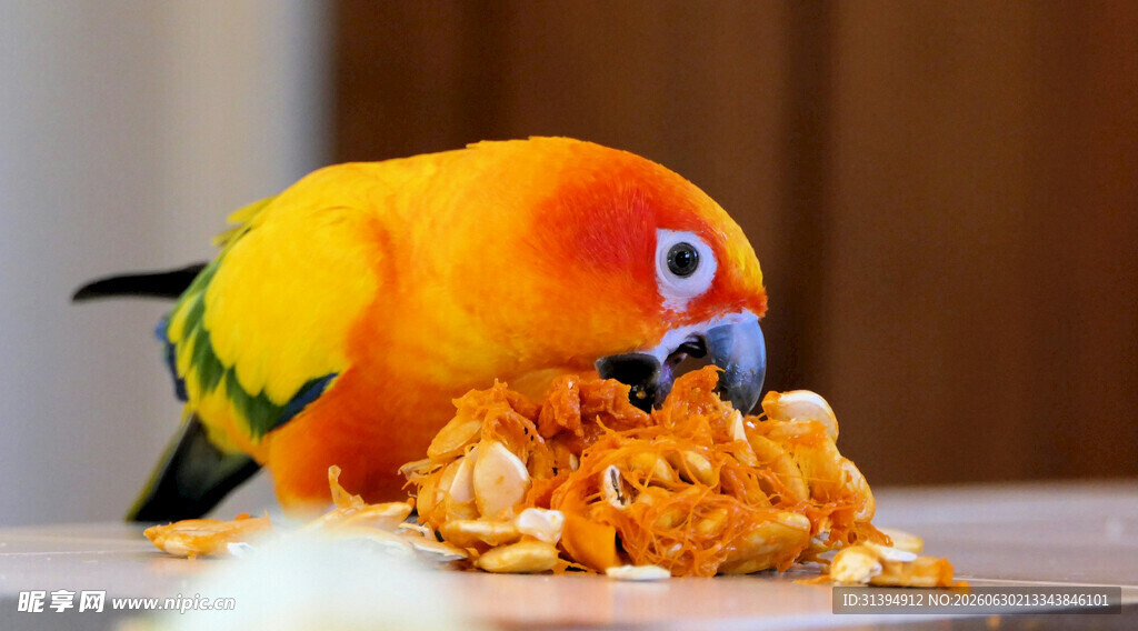 鹦鹉享用美味食物