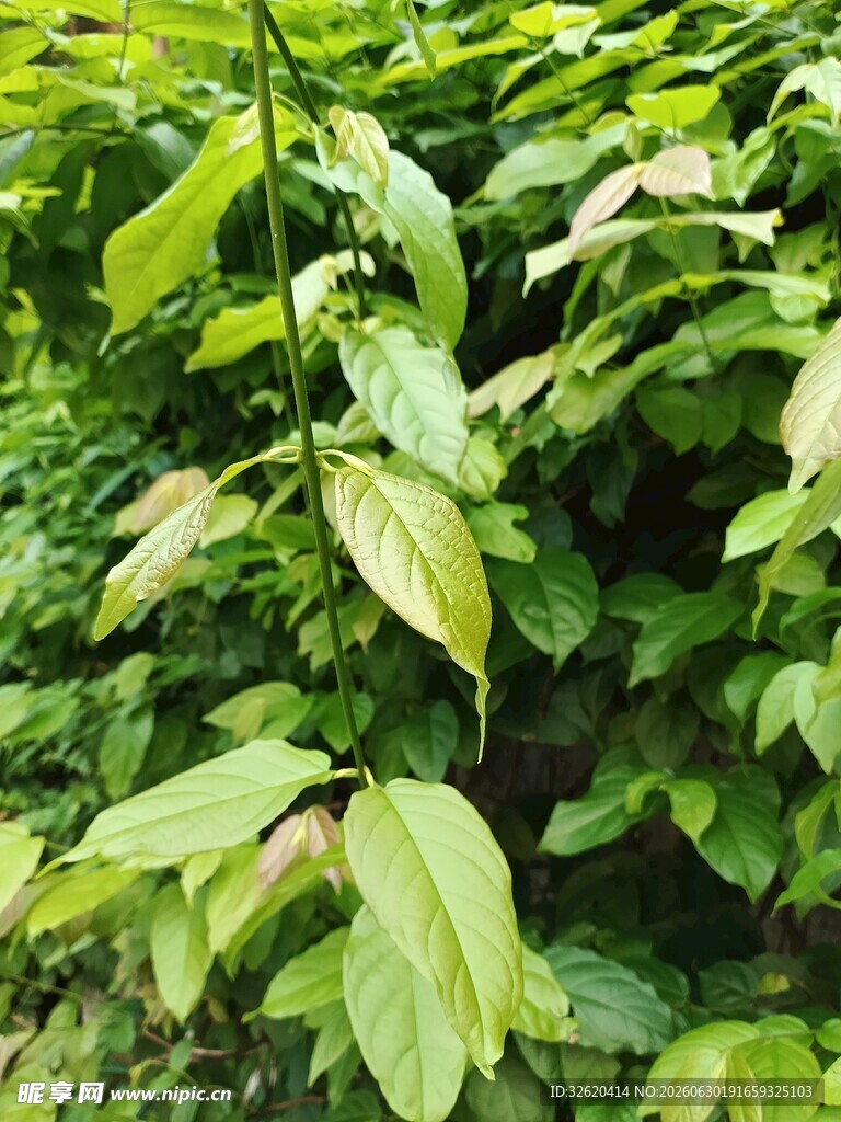 翠绿繁茂的植物叶片