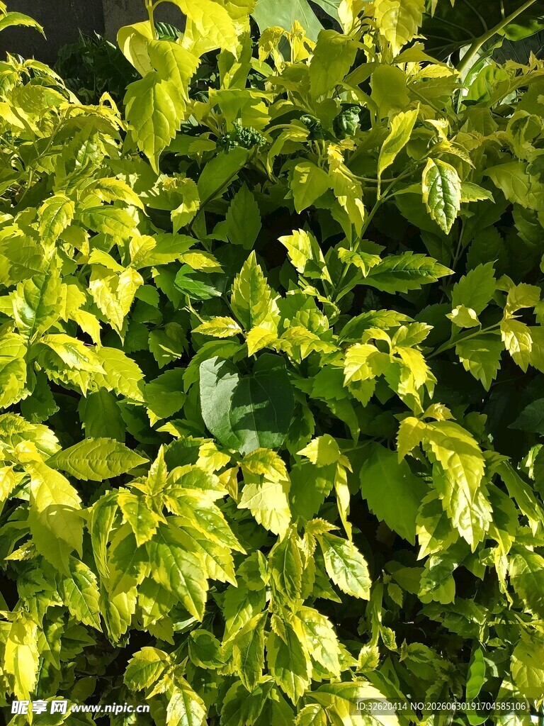 翠绿繁茂的斑斓叶片植物