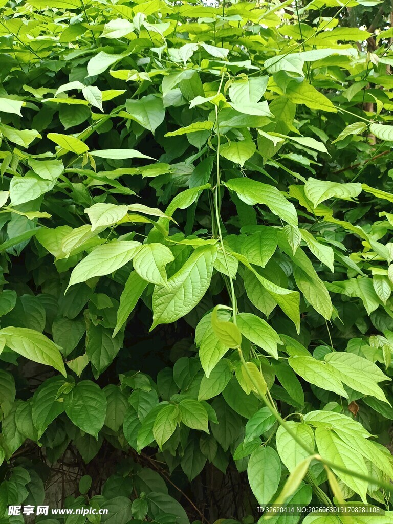 翠绿繁茂的植物叶片